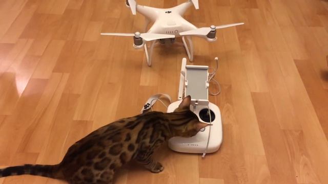 Кошка Джоли настраивает квадрокоптер DJI Phantom 4 смотреть онлайн
