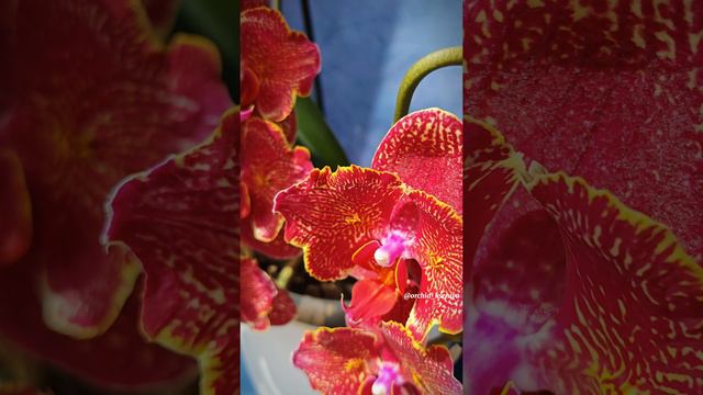 Phal. Cherry Bomb ES-2 🍒💣 Очередное цветение орхидеи бабочки Черри Бомб ЕС-2 | Красный фаленопсис смотреть онлайн