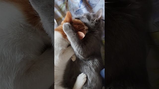 Друзья,милые котики вылизывают друг друга смотреть онлайн