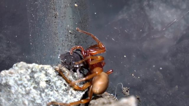 The Hunt, The Feed, The Amazing Dysdera Crocata.