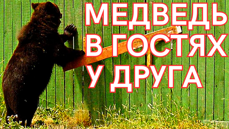 МЕДВЕДЬ В ГОСТЯХ У ДРУГА! смотреть онлайн