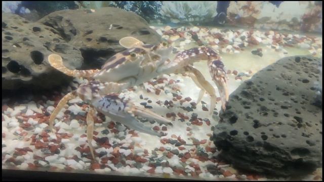 Cox'BAZAR RADIANT FISH WORLD смотреть онлайн