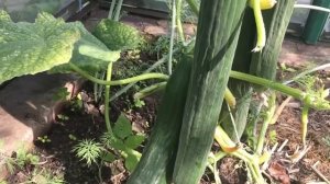 Все тот же огурец - «Китайское чудо».