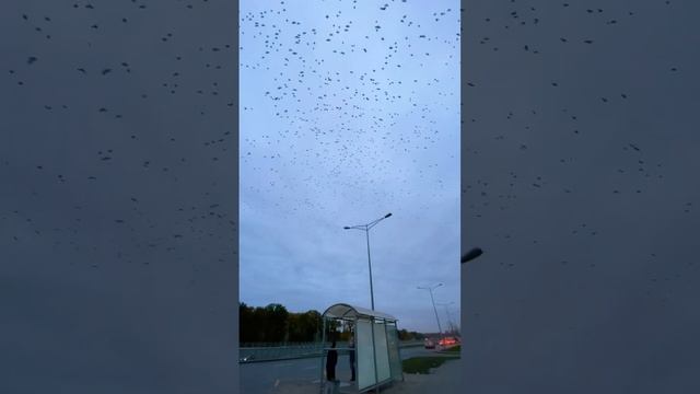 Птицы полетели на юг ?️Скоро зима ❄️ смотреть онлайн