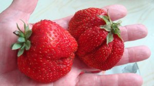 ЗЕМЛЯНИКА ФЕСТИВАЛЬНАЯ , ВИДЕООБЗОР  , ДЕГУСТАЦИЯ   КЛУБНИКИ  ФЕСТИВАЛЬНАЯ