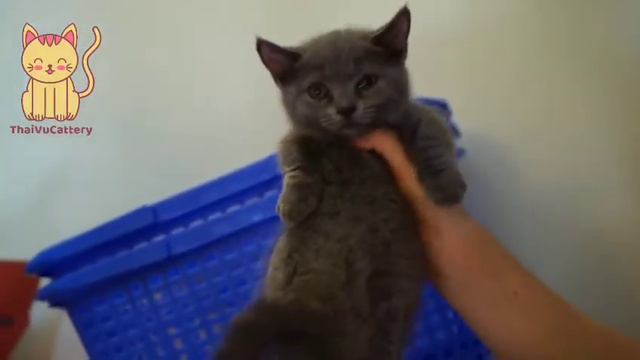 #13: Giới thiệu Bé mèo anh chân ngắn xám xanh Munchkin 9 triệu смотреть онлайн