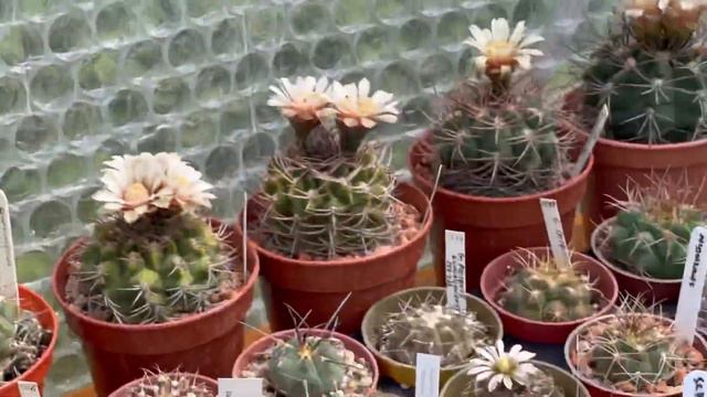 Cactus Flowers | Epithelantha Echinocereus Echinopsis Gymnocalycium Mammillaria Astrophytum