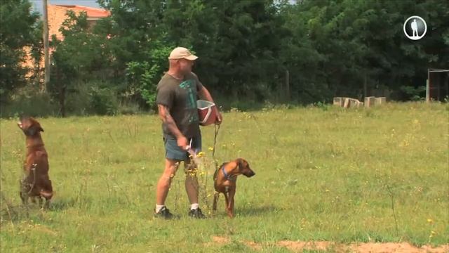 Планета собак. Родезийский риджбек смотреть онлайн