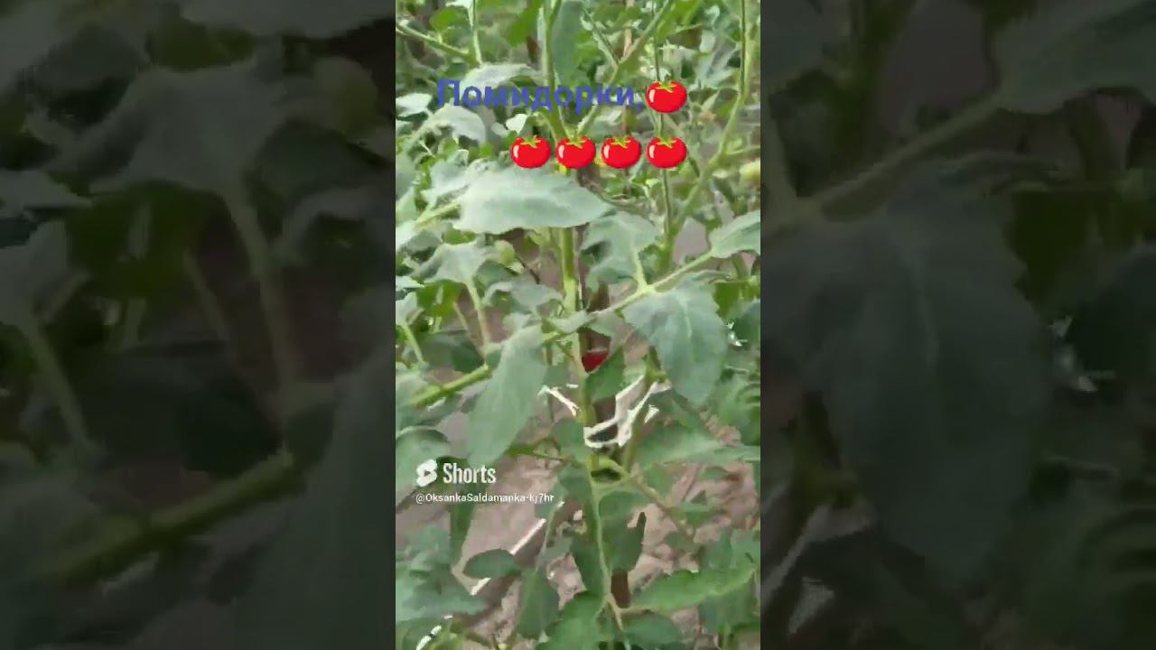 перекличка помидор смотреть онлайн