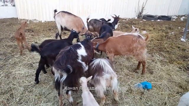 БАРАНИНА полезно или вредно ??! смотреть онлайн