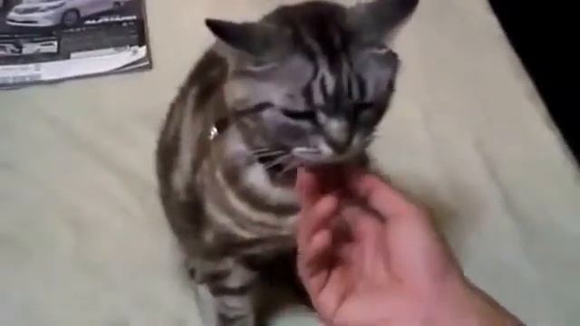 КОТ СМОТРИТ В КАМЕРУ смотреть онлайн