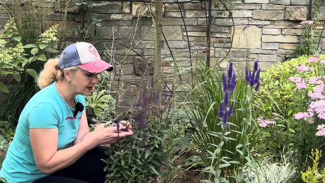 Как правильно обрезать шалфей для постоянного цветения, ,разные сорта спиреи режем по разному смотреть онлайн