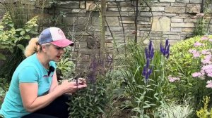 Как правильно обрезать шалфей для постоянного цветения, ,разные сорта спиреи режем по разному