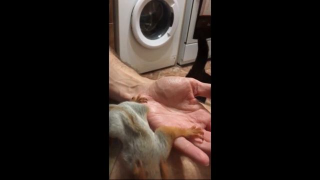 Проверка бельчонка на обезвоживание - обезвоживание присутствует смотреть онлайн