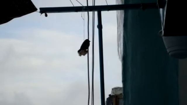Птички (сюрприз для синички) смотреть онлайн