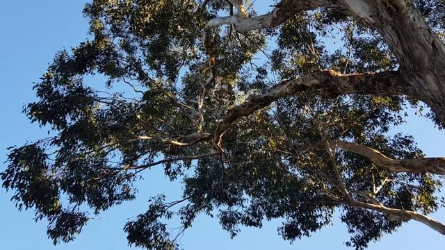 Sounds of Bell Miner (Manorina melanophrys) birds at Royal Botanic Gardens, Melbourne смотреть онлайн