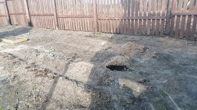 Лилии. Петуния Тайфун. смотреть онлайн