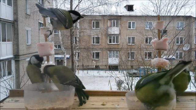 Синица Необычная. Чудо Природы! смотреть онлайн