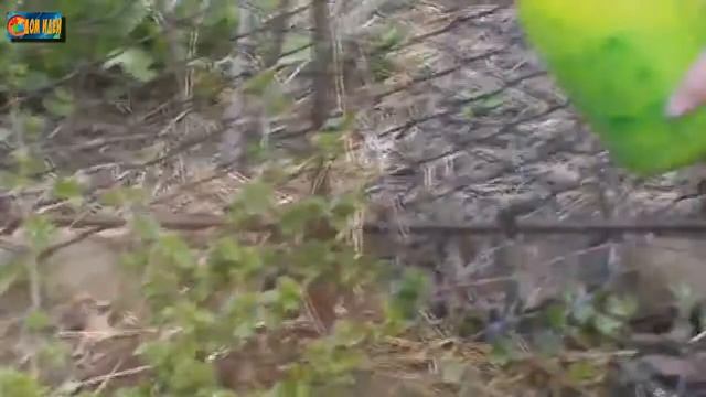 Борная кислота для растений на огороде. Рецепт приготовления смеси и правила подкормки. смотреть онлайн