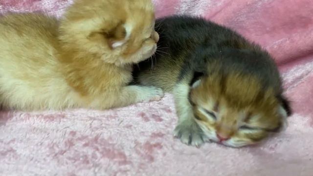 День 10.Котёнок не даёт спать своим сёстрам | Day 10. The kitten does not let its sisters sleep смотреть онлайн