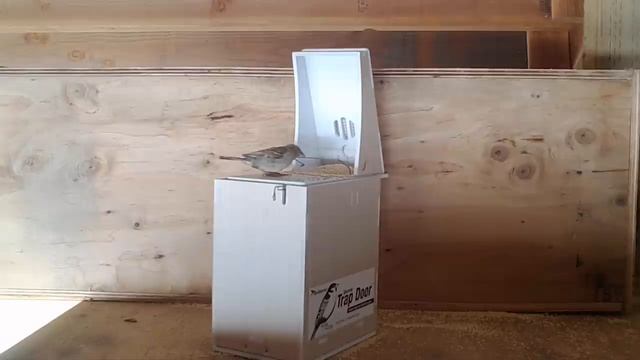 How To Catch Invasive House Sparrows. Mousetrap Monday смотреть онлайн