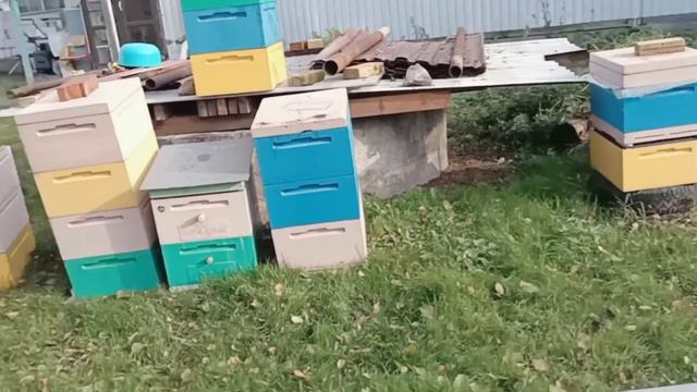 Пять шесть тонн мёда с 52 семей. смотреть онлайн