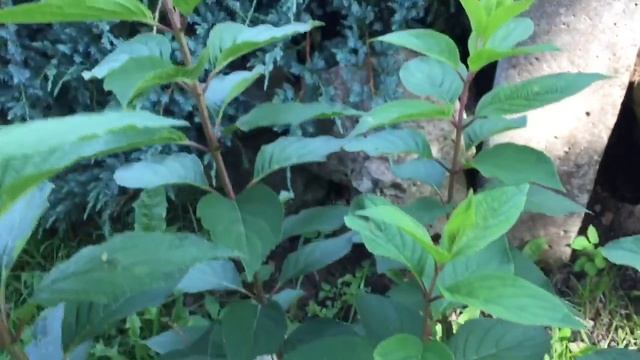 ОБЗОР МЕТЕЛЬЧАТЫХ ГОРТЕНЗИЙ НА 17 АВГУСТА смотреть онлайн