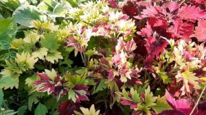 Обзор вегетативных сортов колеуса.