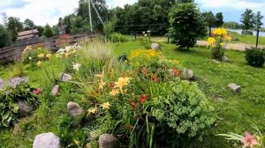 Нивяник обыкновенный - почему погибает без пересадки. Посадка и уход