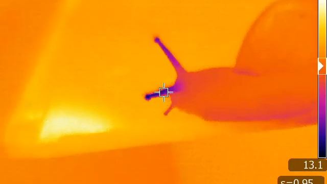 Улитка ахатина под тепловизером / Achatina snail under a thermal imager смотреть онлайн