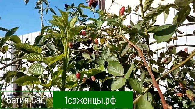 Ежевика Натчез смотреть онлайн