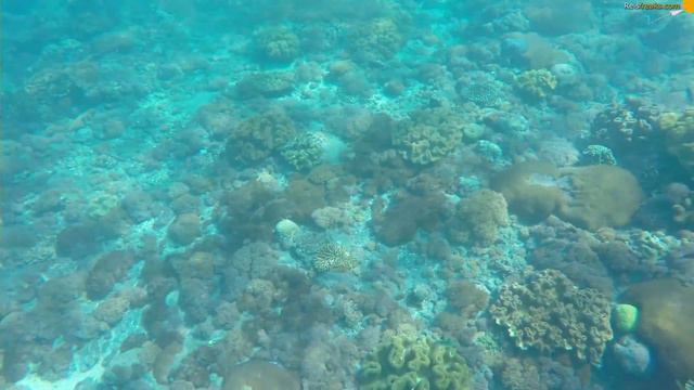 Crystal Bay snorkeling trip, Nusa Penida. смотреть онлайн
