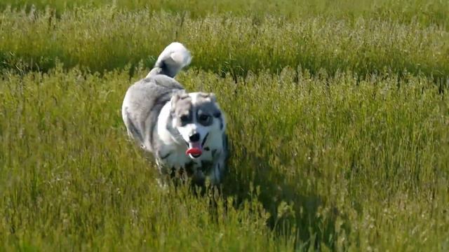 [NEW] 12 Hours Of Dog Music: Best Fun And Entertaining TV For Dog + Anti Anxiety With Music For Dog