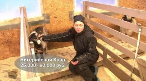 TEST.TV: Карликовые нигерийские козы - сверхполезные милашки.