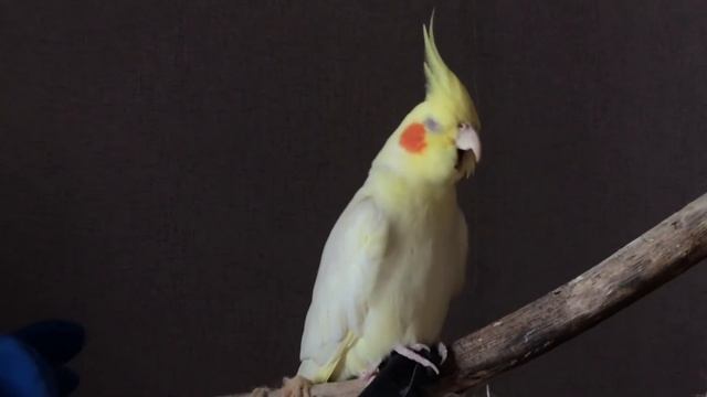 Корелла очень часто зевает? Она так проталкивает еду! смотреть онлайн