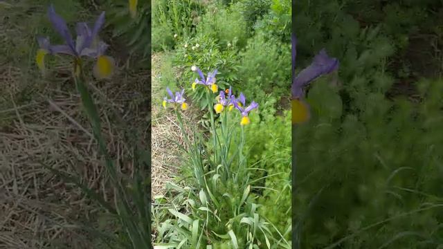 A Tour of the Flower Garden - May 26, 2021 смотреть онлайн