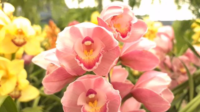 UM MAR DE CYMBIDIUM смотреть онлайн