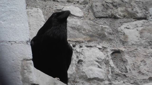Ворон Тауэра каркает смотреть онлайн