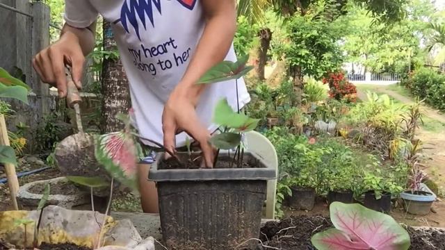 Its time for CALADIUM | repotting CALADIUM | John Rilyn STORY смотреть онлайн