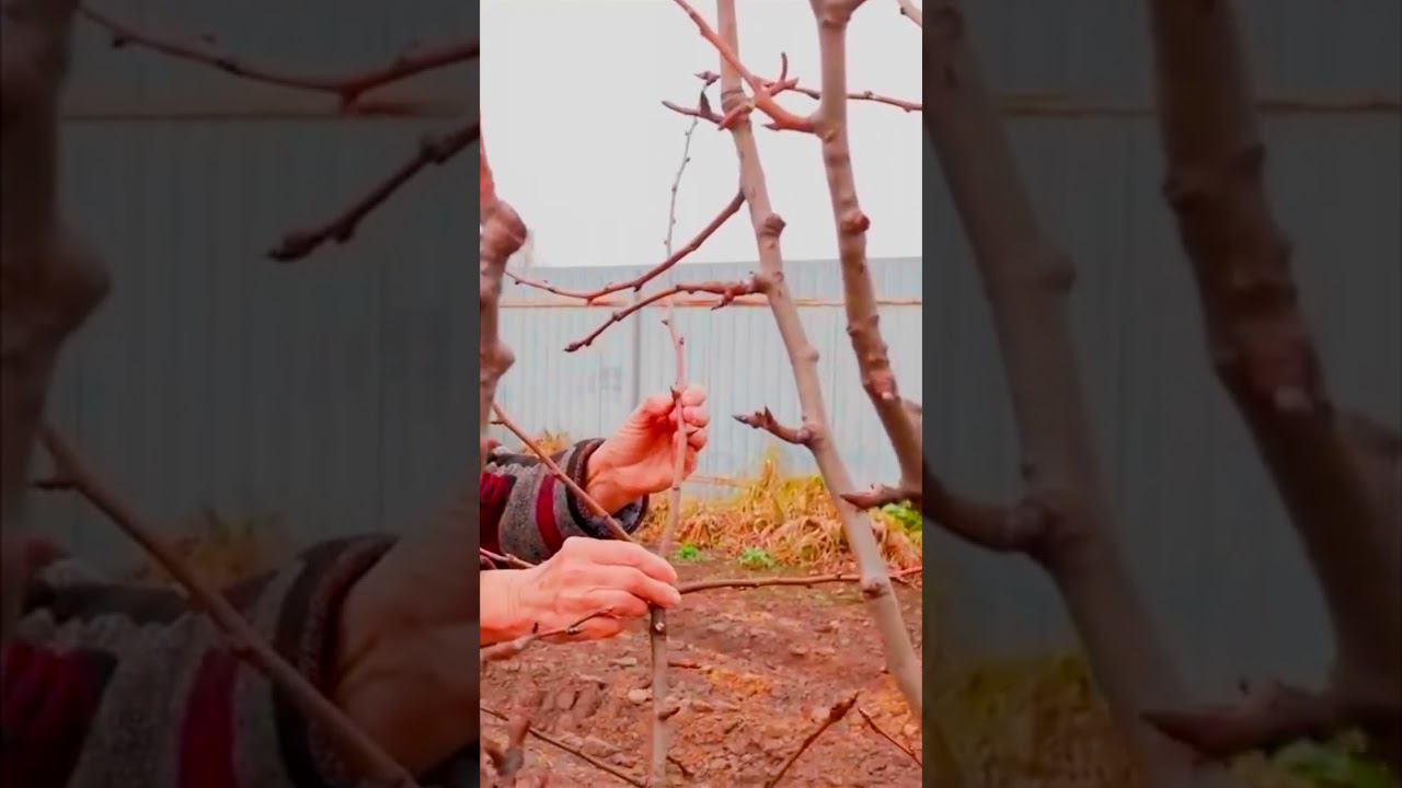 кольчатки смотреть онлайн