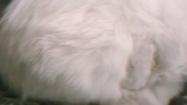 Кошь спит, #кошкаспит, #кошка, #котики, #cat, #cats