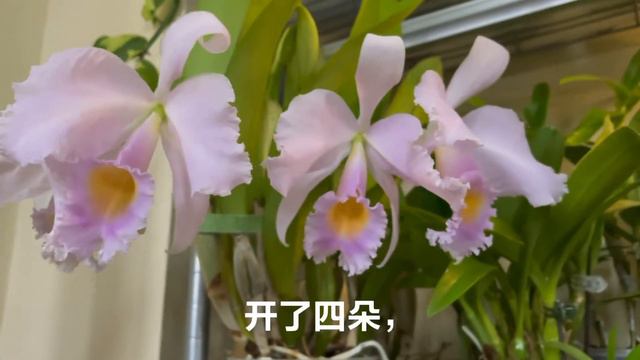 C. Trianaei Concolor /原生卡特兰/同色特里