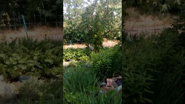 Маленькая экскурсия. Моя дача. смотреть онлайн