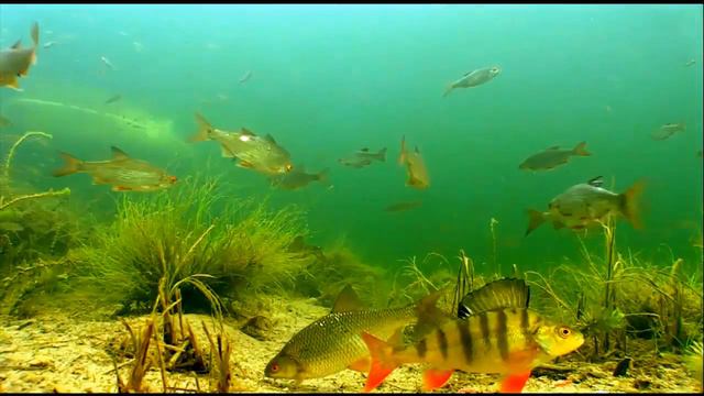 клевая рыбалка смотреть онлайн