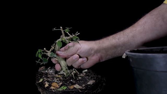BONSAI DE MURTA - Murraya Paniculata
