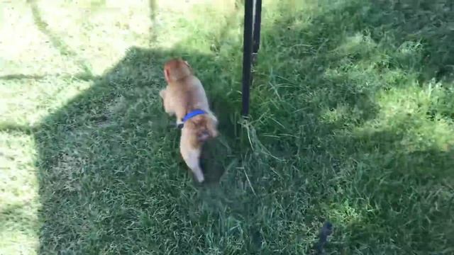 Мартуся не перестаёт удивлять своими способностями! смотреть онлайн