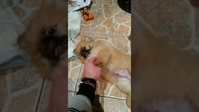 Жизнерадостный пекинес.mp4 смотреть онлайн