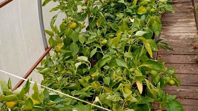 Работа в теплице.Убрала кусты томатов.Начало сентября.Обзор теплиц и открытого грунта. Пришла ОСЕН смотреть онлайн