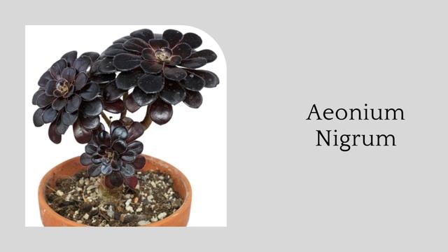 Top 40 Aeonium Types | Best Aeonium Varieties | Stunning Aeonium Species