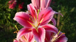 ЛИЛИИ ДЕРЕВЬЯ. ПОСАДИТЕ ЭТУ КРАСОТУ!!!